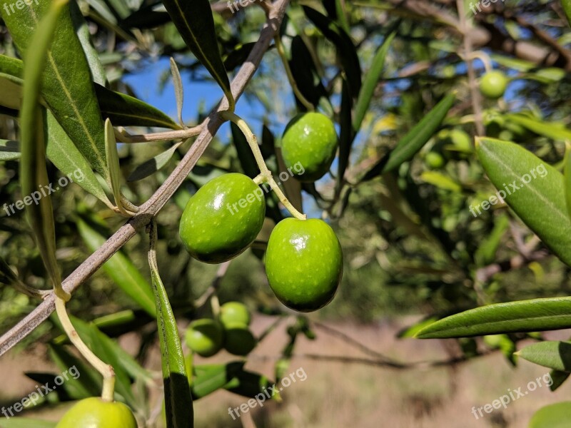 Fruit Food Agriculture Leaf Nature