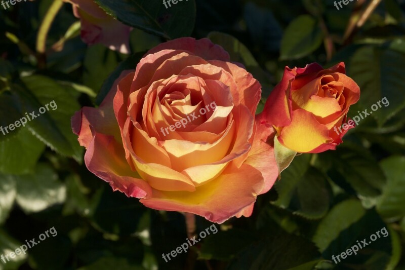 Rosebush Flower Pink Leaf Free Photos