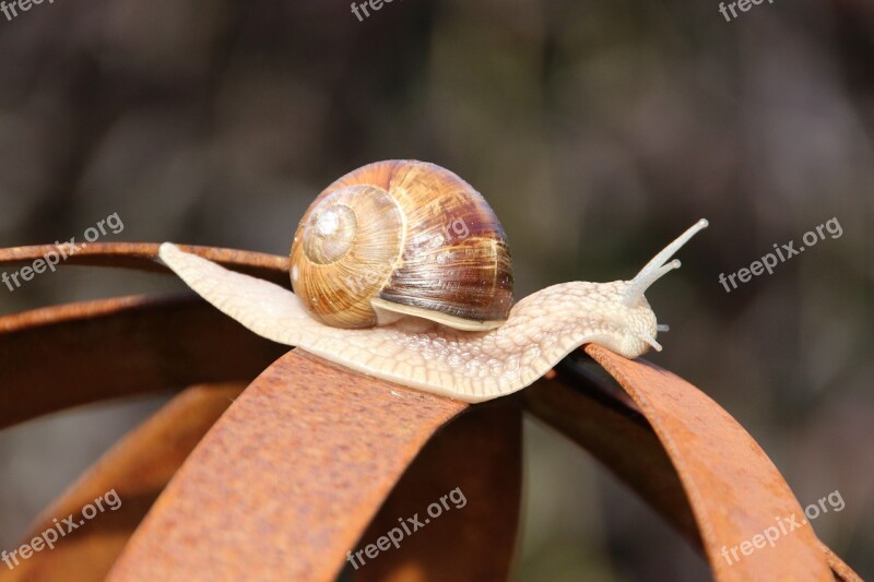 Nature Evertebrat Snail Bauchfuesser Free Photos