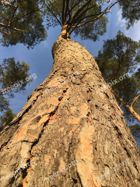 Tree Nature Wood Sky Outdoors