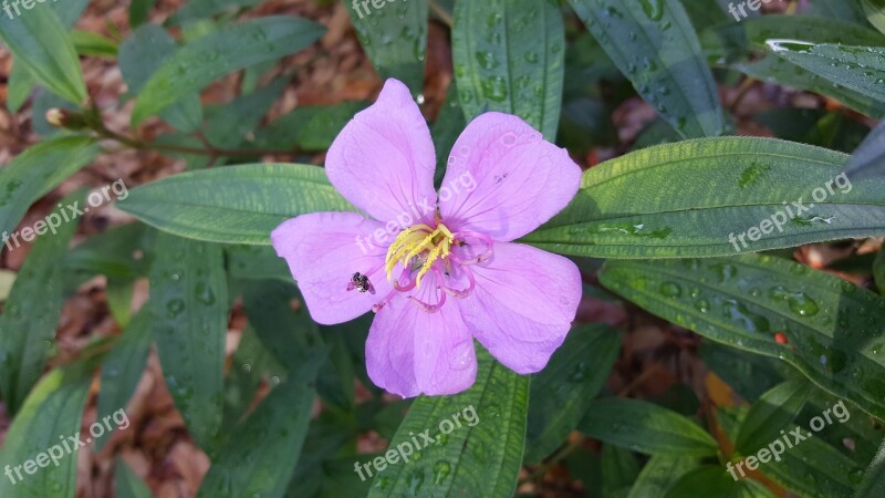 Nature Leaf Flora Flower Summer