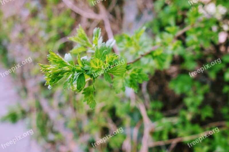 Plant Leaf Nature The Freshness Garden