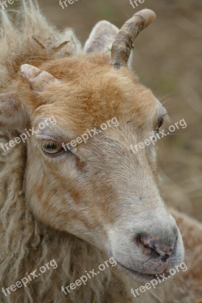 Sheep Fauna Mammal Agricultural Countryside