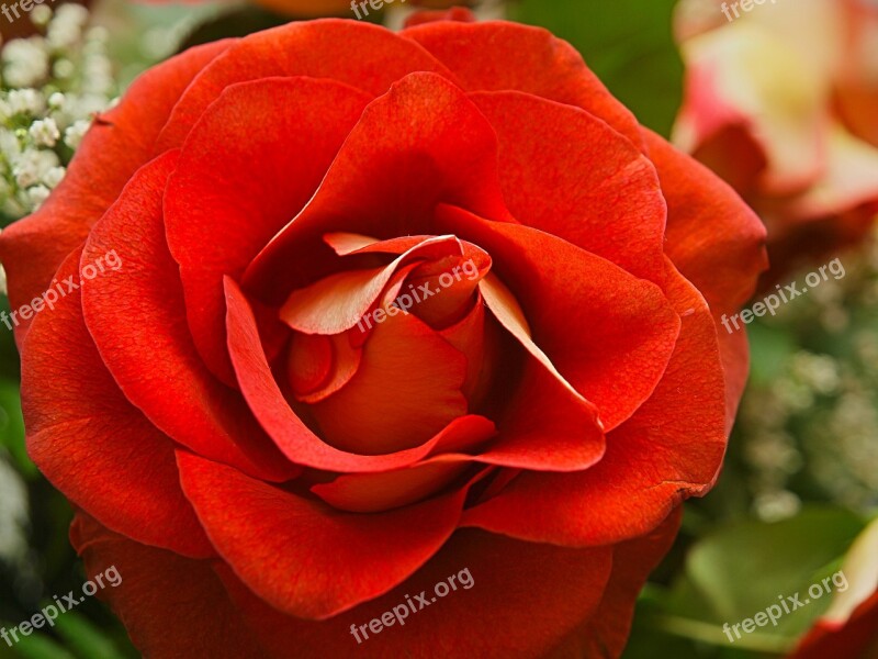 Rose Flower Petal Nature Love