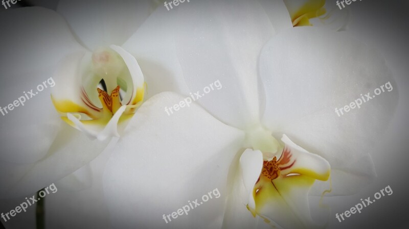 Flower Plant Petal Nature Tropical