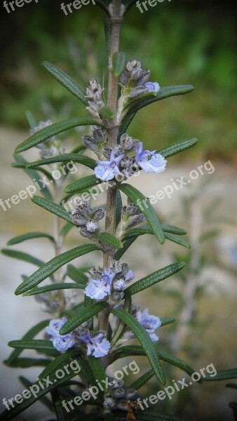 Plant Rosemary Free Photos