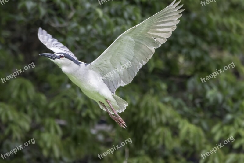 Bird Nature Wildlife Wing Outdoors