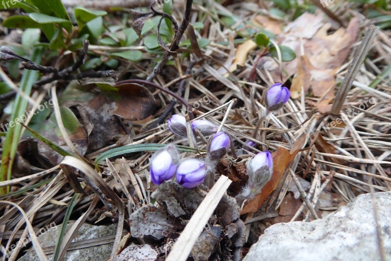 Nature Plant Season Outdoor Leaf