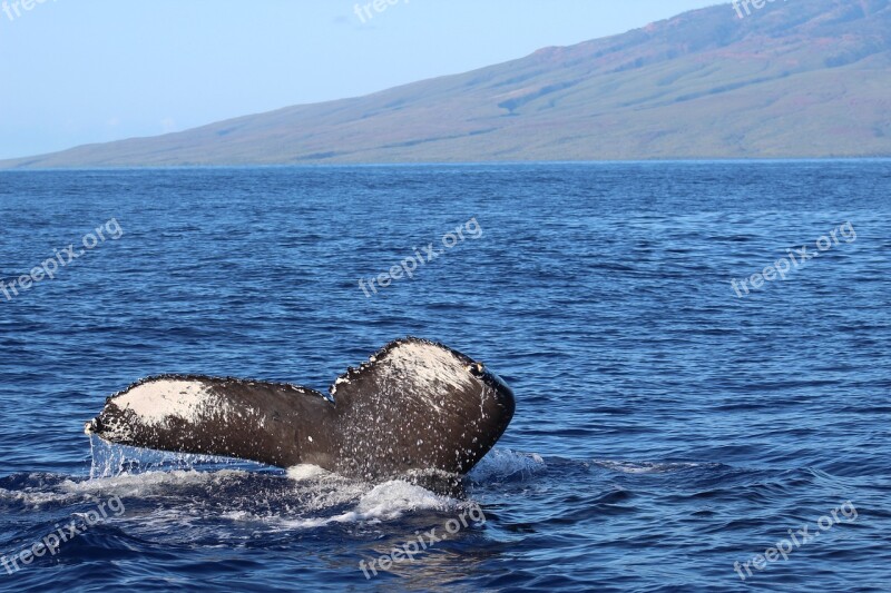 Water Sea Nature Ocean Outdoors