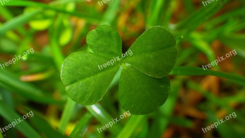 Leaf Plants Plant Nature Garden Environment