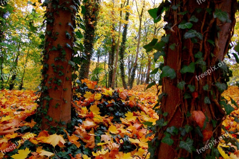 Leaf Autumn Wood Tree Nature