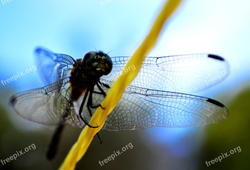 Insect Dragonfly Wing Nature Diptera