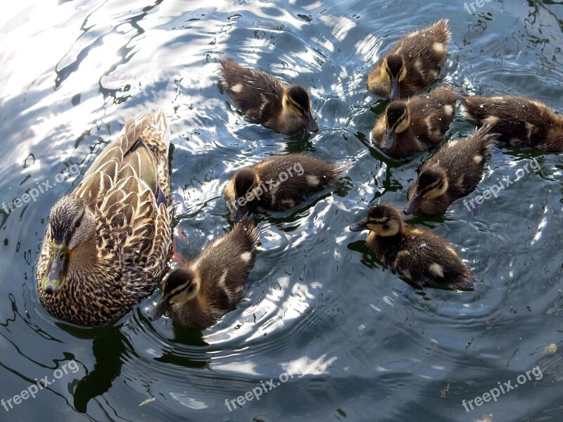 Duck Animal Life Birds Body Of Water Swimming