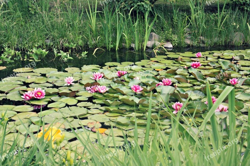 Flower Plant Garden Nature Summer