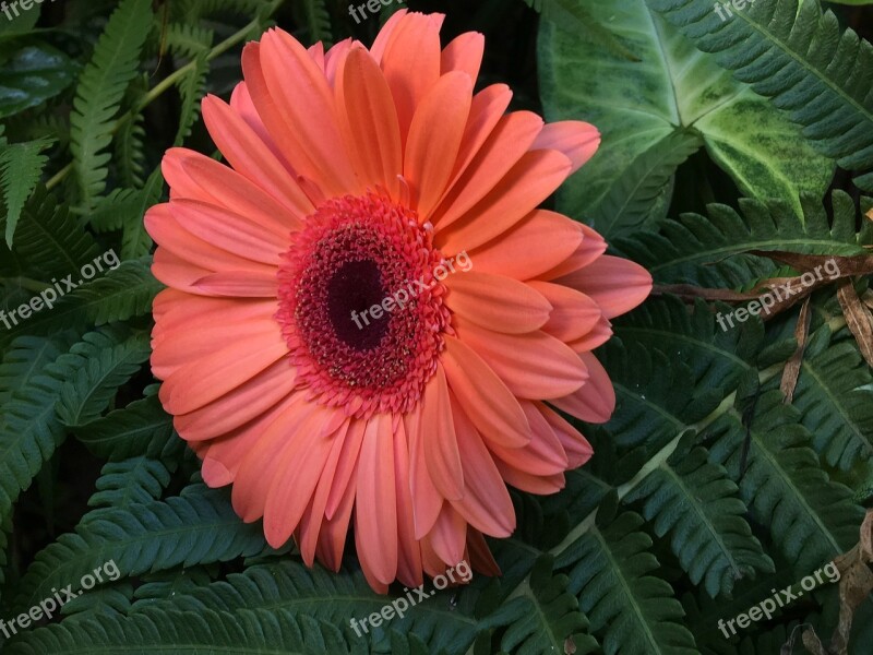 Orange Flower Petals Orange Orange Flower Petals