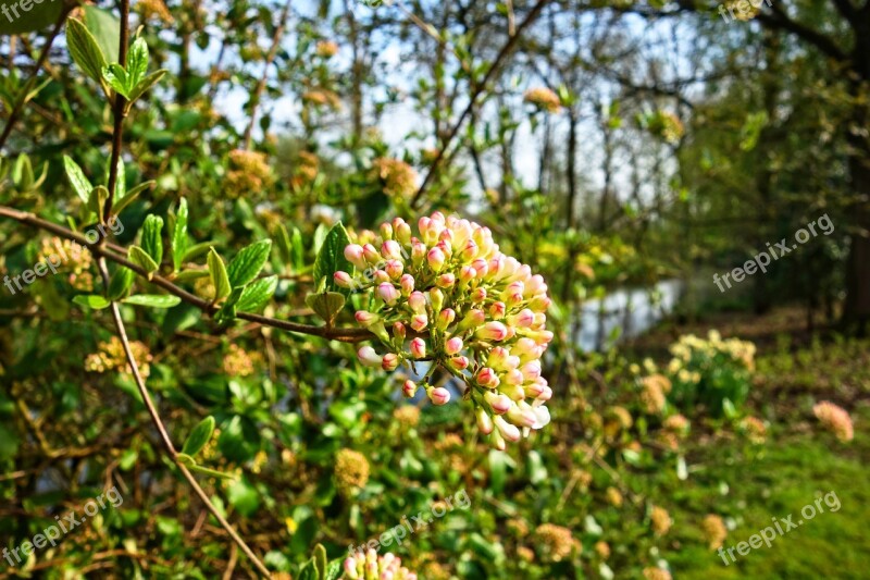 Viburnum Anne Russel Viburnum Flower Snowball Shrub