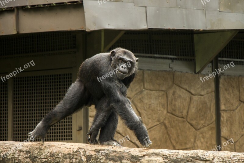 The Chimp Monkey The Zoo Animal Nature