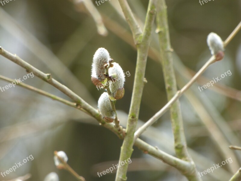 Nature Plant Tree Leaf Close Up