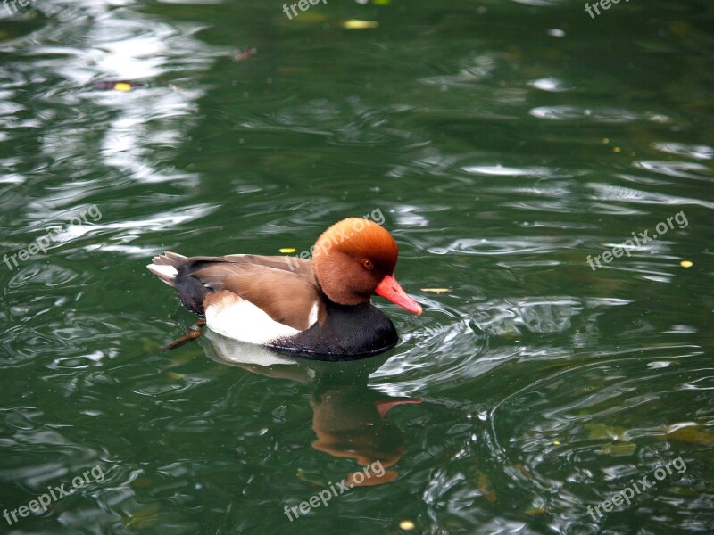 Water Swimming Duck Lake Nature