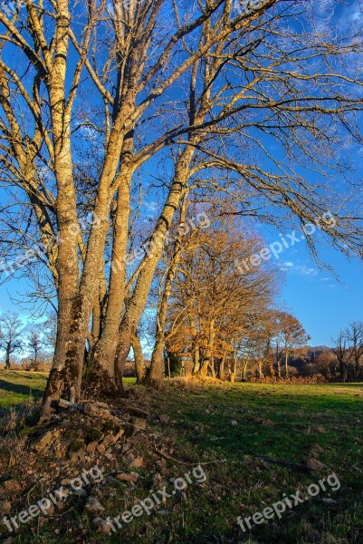 Tree Wood Nature Landscape Autumn