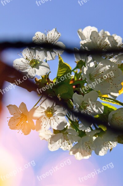 Flower Plant Nature Wood Branch