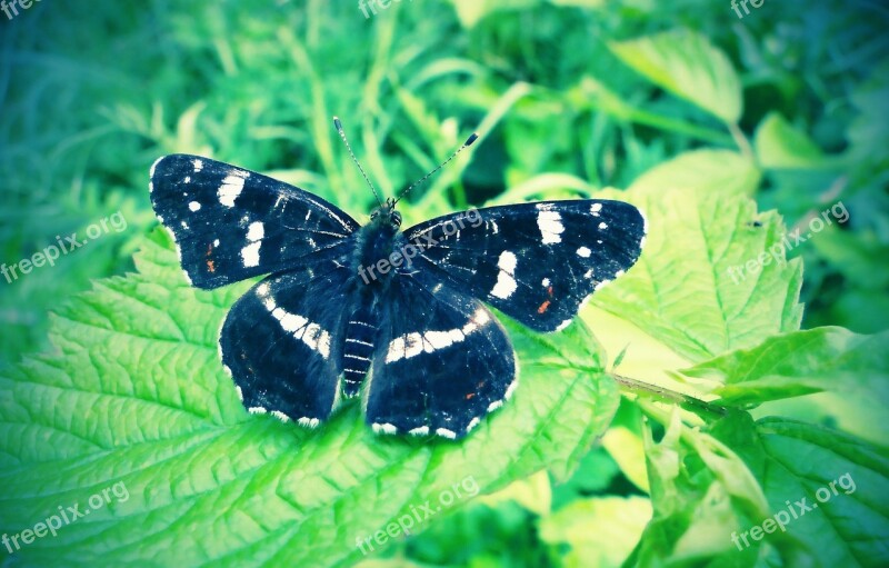 Butterfly Day Insect Nature At The Court Of Summer