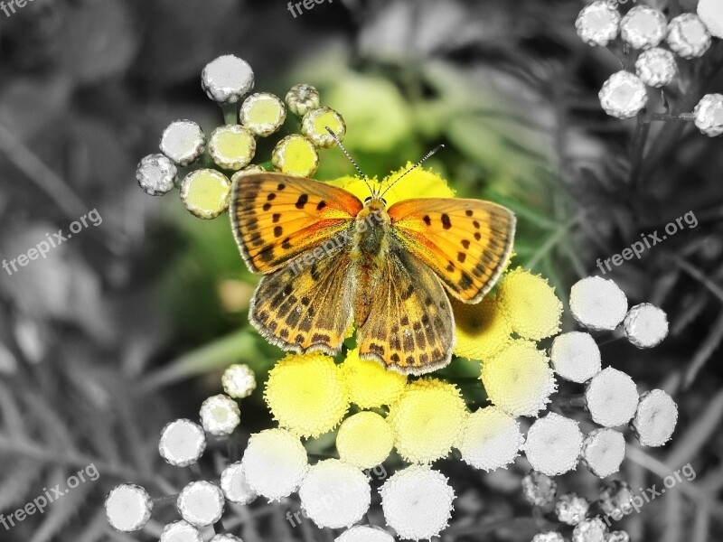 Nature Butterfly Day Insect Flower Color