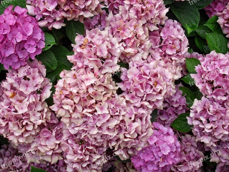 Hydrangea Hortensia Flower Floral Garden