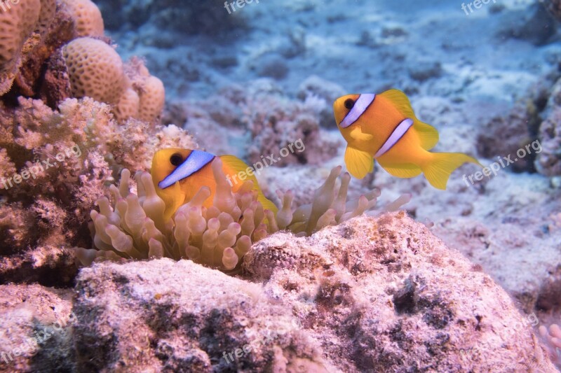 Underwater Ocean Coral Fish Water