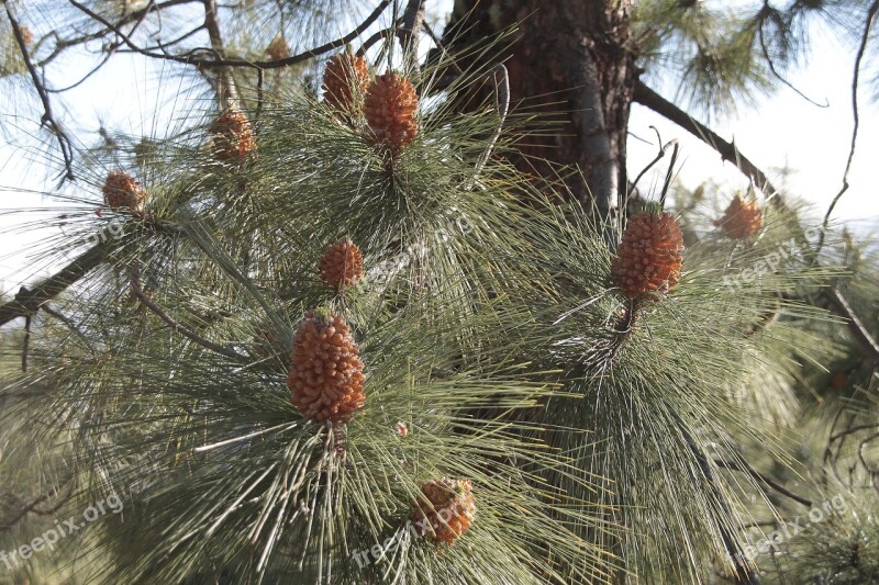 Tree Nature Winter Pine Pinus