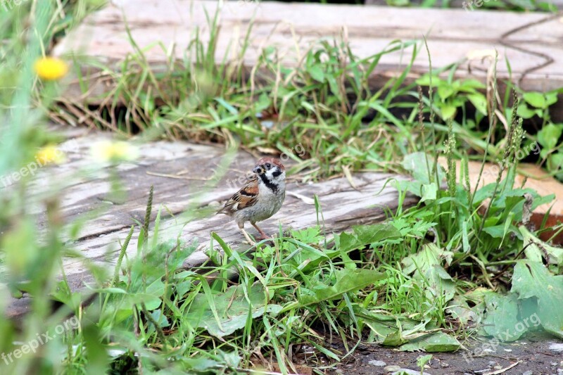 Sparrow Passer Montanus Nature Little Outdoors