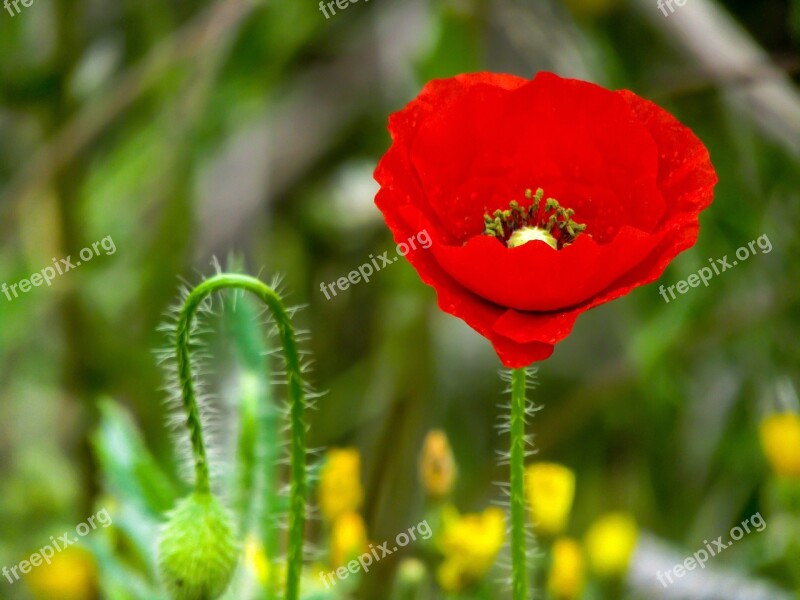 Poppy Papaver Rhoeas L Flower Nature Plant