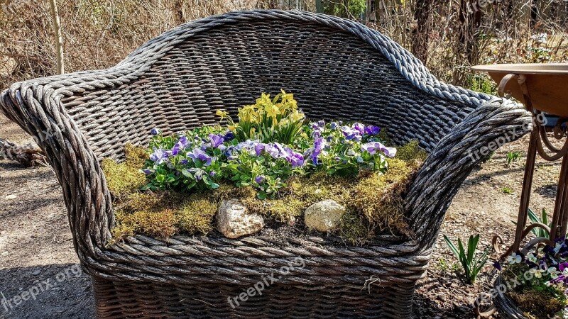 Garden Plant Nature Flower Summer