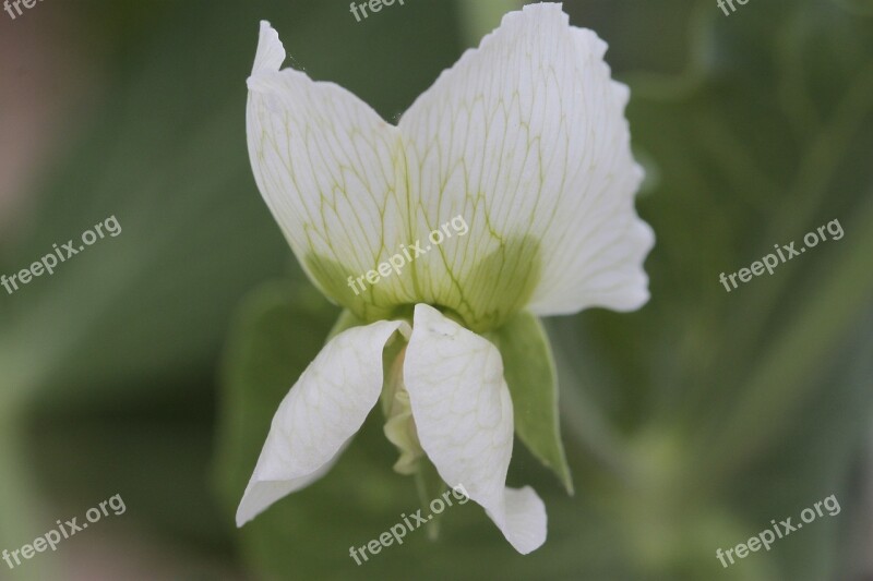 Flower Nature Plant Leaf Garden