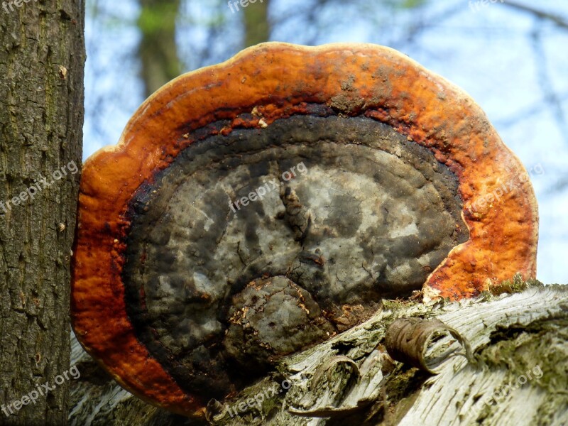 Red Edge On Tree Sponge Tree Fungus Forest Free Photos