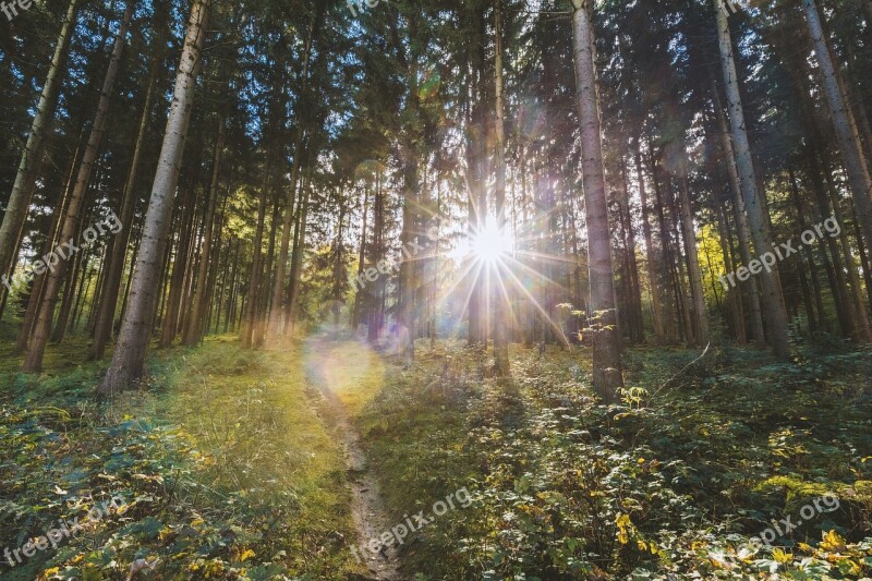 Wood Nature Leaf Landscape Forest