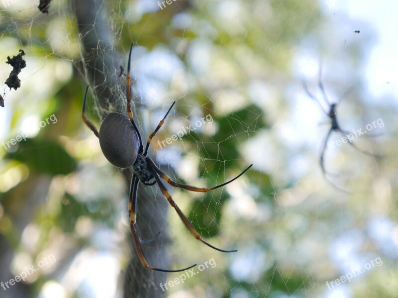 Nature Outdoors Spider Closeup Web