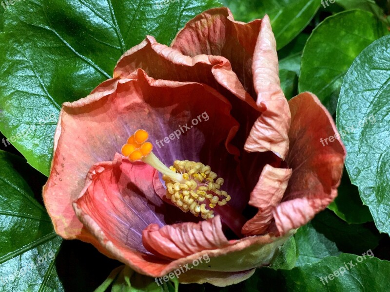 Hibiscus Purple Petals Orange Flower Garden Nature