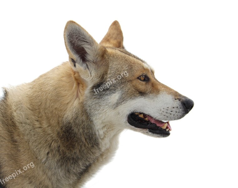 Dog Animal Mammal Wolf Saarloos Wolf Dog