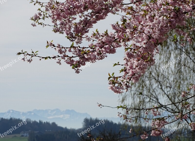 Tree Cherry Blossom Fruit Tree Blossom Flowering Trees Free Photos