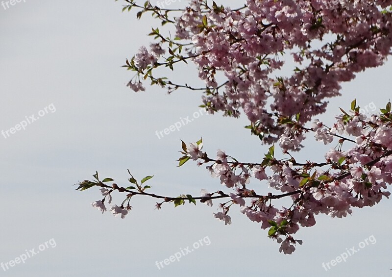 Cherry Wood Branch Tree Flower Kirch Blossoms