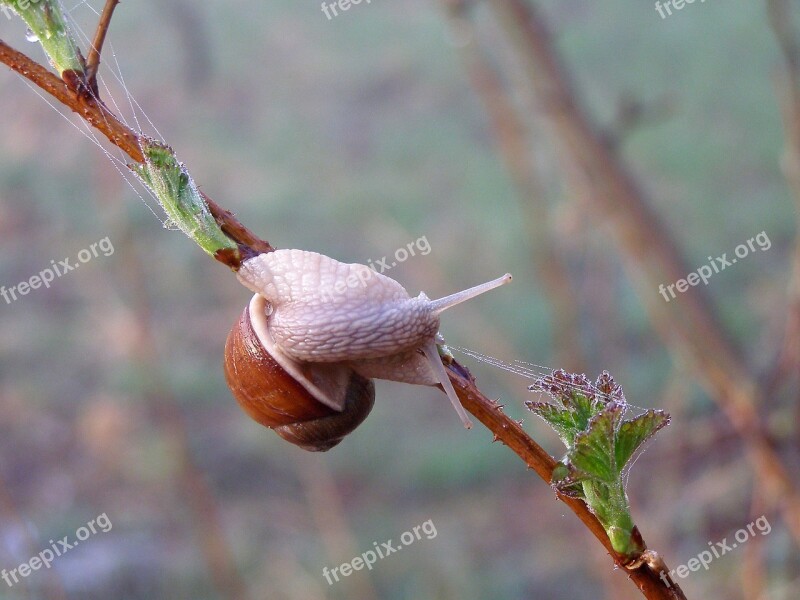 Nature Garden Plant Leaf Tree