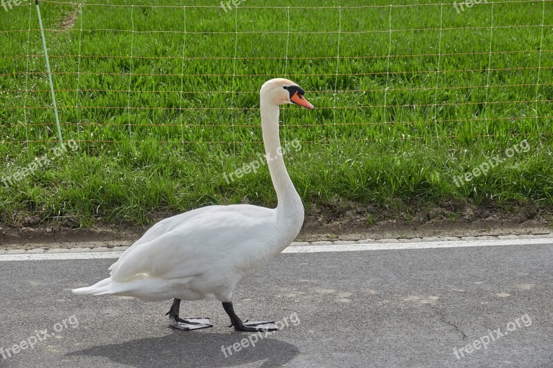 Swan White Swan Road Waddle Waters