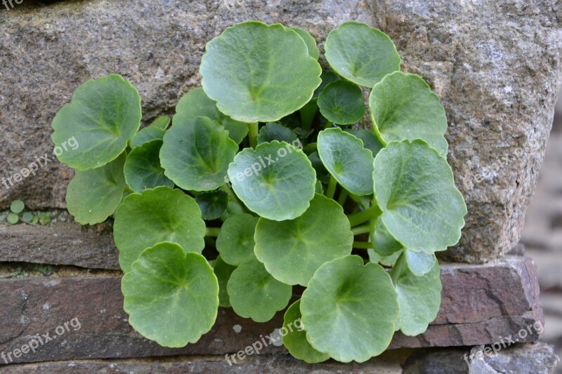 Leaf Green Leaves Plant Wall Spring Season Nature