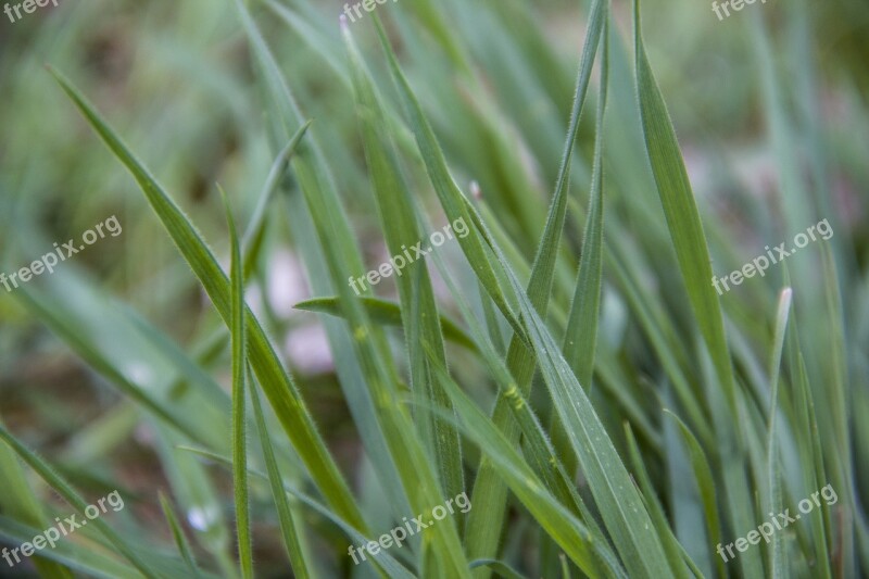 Plant Growth Grass Leaf Nature