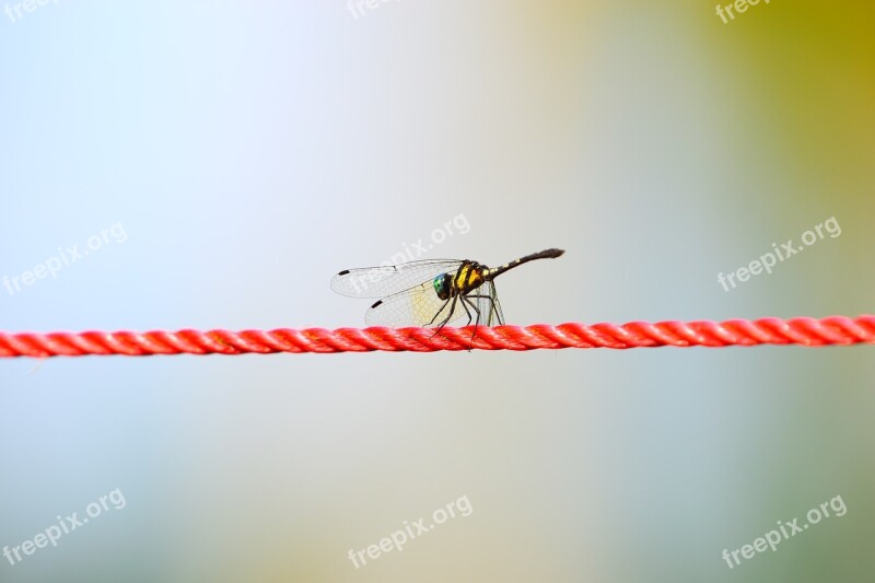 Rope Nature Wing Dragon Fly Free Photos