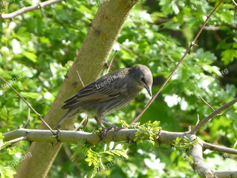 Tree Nature At The Court Of Wild Birds Summer