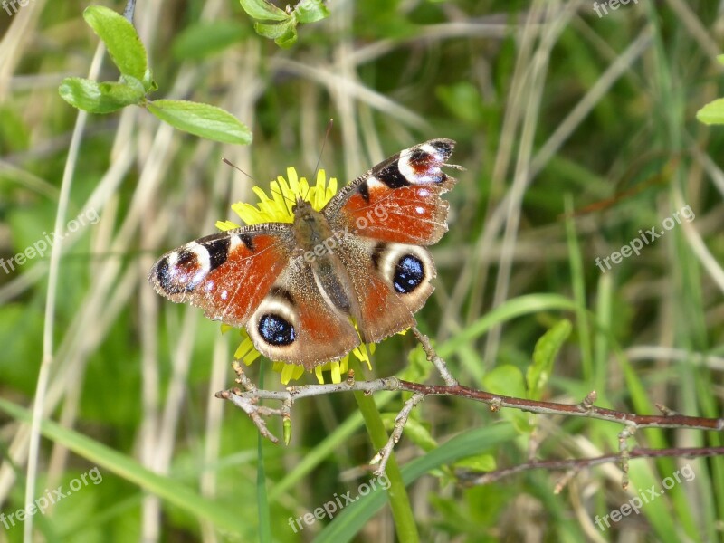 Nature Insect Animals Butterfly Day Colored