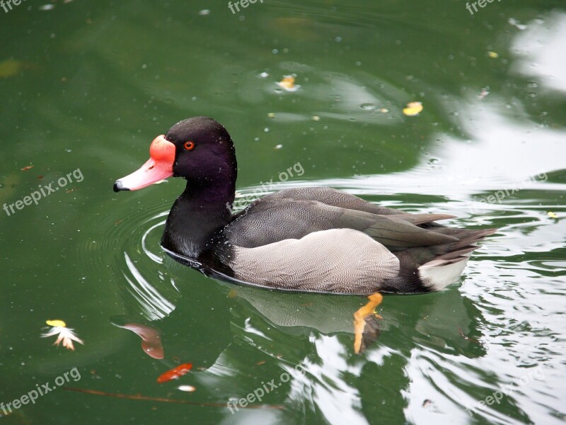 Bird Duck Water Pool Lake