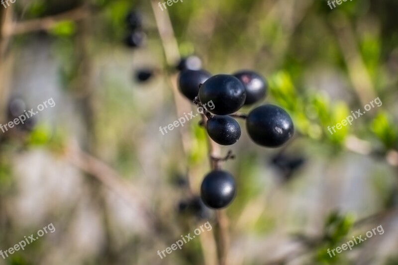 Nature Fruit Leaf Plant Summer